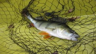 Las sanciones del Gobierno Nacional por pesca ilegal superaron los $5.381 millones en 2026