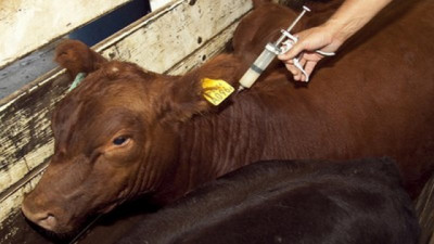 Fiebre Aftosa: el serotipo SAT 1 se expande miles de kilómetros y preocupa al mundo ganadero