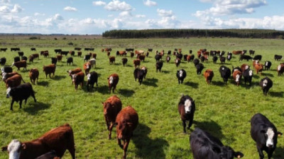 En Uruguay ya se detectan residuos en carne con kits chinos
