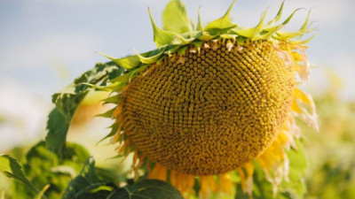 Girasol: la alternativa en donde la soja encuentra su límite