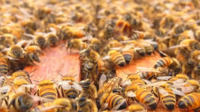 Alertan sobre la necesidad de fortalecer la vigilancia sanitaria de las Abejas