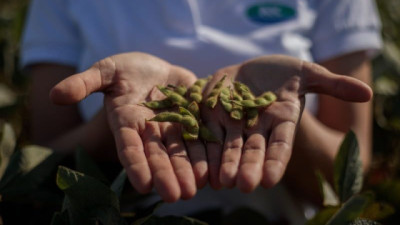 Soja: la 47x24 E STS NK fue primera en 3 localidades CREA y llegó a 5.475 kg/ha