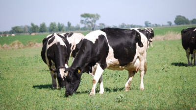 “La vaca Holando me trajo hasta acá”: la historia del jurado que llega a Madison