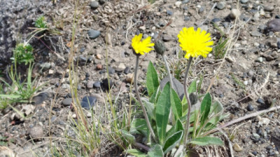 Prevención de Pilosella officinarum una maleza invasora que compromete los pastizales