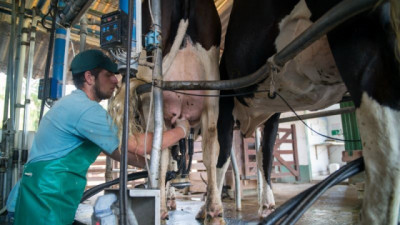 Exportaciones Lácteas récord: 29% de la leche producida ya tiene destino en el mercado externo