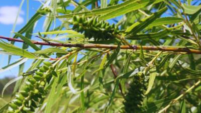 FAUBA producirá sauce criollo para preservar su patrimonio genético