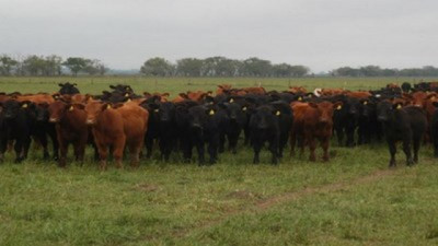 Sebo bovino: Argentina multiplicó por 20 sus exportaciones en una década y ya es potencia mundial