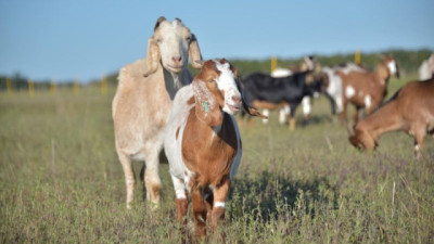 Las exportaciones de carne caprina superaron el 380% en ingreso de divisas los primeros 7 meses del año