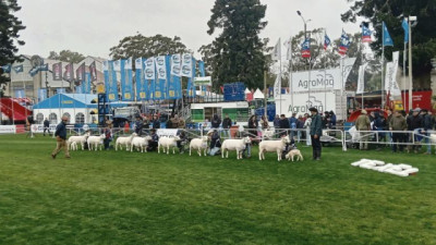 El rubro ovino pasa por su mejor momento tanto en carne como en lana