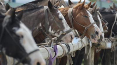 Se actualiza marco normativo para identificación y documentación sanitaria equina