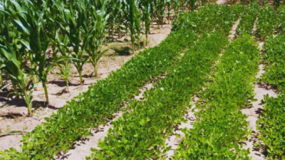 Evalúan cuatro cultivos de verano frente a la variabilidad del clima y del suelo