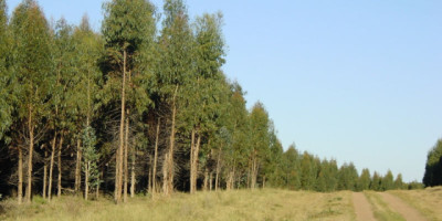 ¿Producir o conservar? tres reservas privadas muestran cómo la actividad forestal puede ser aliada de la biodiversidad