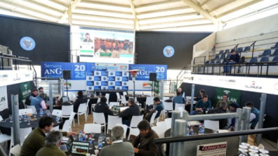 Cuenta regresiva para la Semana Angus de Primavera: lo mejor de la ganadería nacional estará en Cañuelas