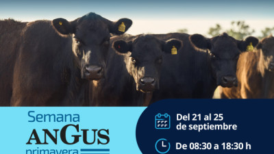 Biogénesis Bagó llega a la Semana Angus de Primavera con foco en sanidad, bienestar y tecnología
