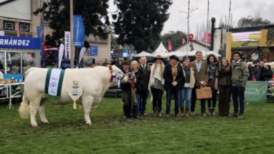 De los cañones de Napoléon a las pistas del Prado, el Charolais evoluciona