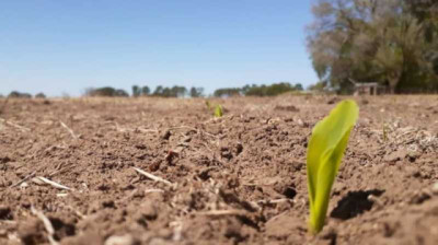 El manejo eficiente del nitrógeno gana relevancia ante escenarios de alta variabilidad climática asociada al fenómeno de 