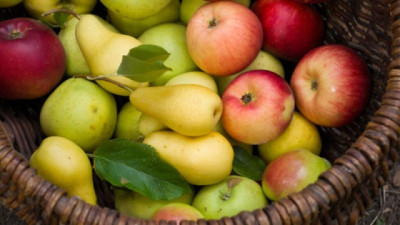 INTA detecta nueva bacteria asociada a podredumbre de peras y manzanas durante la conservación en frío