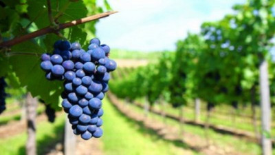Avanza la transformación digital de la Vitivinicultura argentina