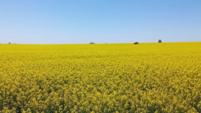 Colza, carinata y camelina: alternativas para diversificar las rotaciones agrícolas