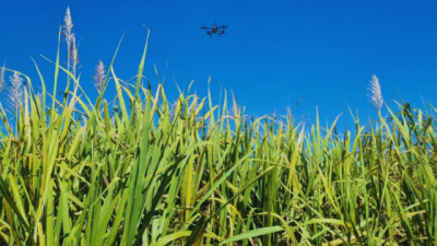 Utilizan tecnología satelital y LiDAR para mejorar el manejo del cultivo