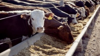 La nutrición animal alcanza los 35 millones de toneladas y muestra un amplio potencial de crecimiento