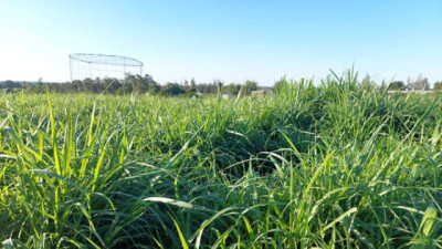 La ganadería duplicó el área de verdeos desde 2010 según estimaciones de Pasture Genetics Uruguay