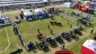 Cañuelas se viste de Angus: La Rubeta gana los grandes campeonatos y Arandú se lleva el Mejor Macho