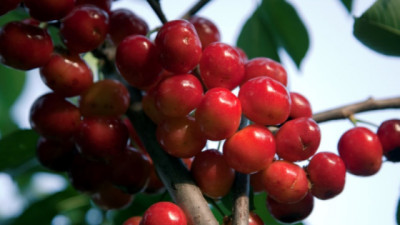 Se facilita la autorización de productos fitosanitarios para cultivos menores
