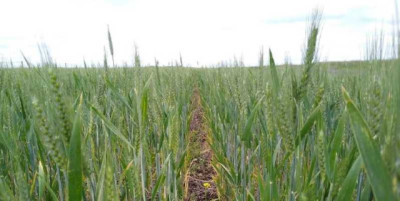 ¿Cuánta agua falta? El 70% de la Región Núcleo arranca la primavera entre escasez y sequía