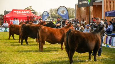 Angus en Cañuelas: Don Romeo logró la Gran Campeón Hembra y Don Cholo ganó en Terneras