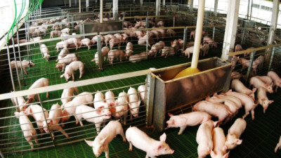 La producción Porcina creció 12,4% acumulado en agosto y el consumo alcanza valores récord