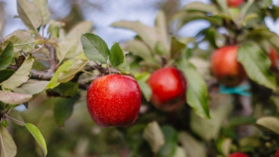 Nuevas variedades de manzanas: un tema muy complejo