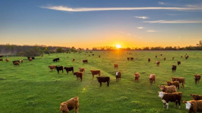 Invernada pastoril: Suben los costos y el pasto gana protagonismo