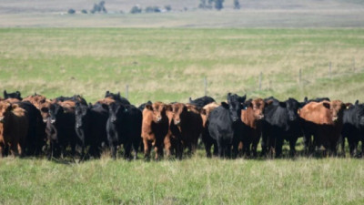 Zafra de toros 2026: los rematadores anticipan fuerte demanda, suba de precios y posible falta de reproductores