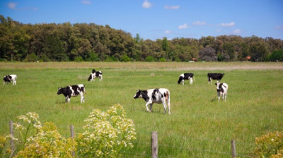 La producción y el consumo de leche crecieron por arriba del 4% en los primeros 8 meses del 2026