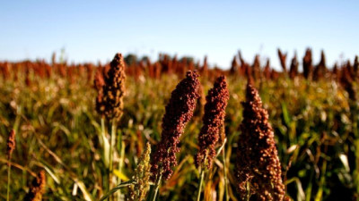 La fertilización nitrogenada mejora el desempeño del sorgo en suelos con restricciones