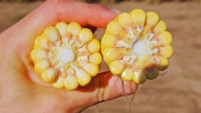 Maíz: aumentar la densidad de siembra mejora un 27 % el rendimiento del cultivo