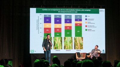 Insectos en maíz: cómo enfrentar a la chicharrita y otras amenazas