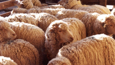 Las exportaciones de lana crecieron 28% en volumen durante la zafra 2025/2026