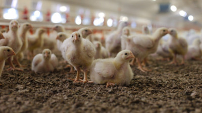 Referentes de sanidad animal se capacitaron en vigilancia pasiva y plan de contingencia de influenza aviar