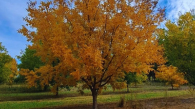 Pecán: estudian la respuesta de las variedades para precisar la aptitud agroclimática