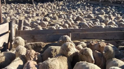 De la minería a la lana: un proyecto busca financiar productores ovinos e industrializar Río Negro