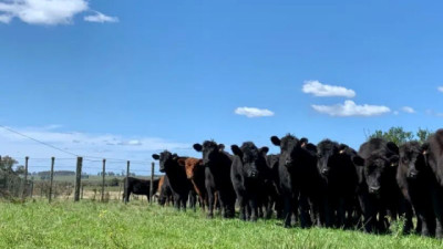Mercado para el ganado gordo sostenido por animales de corral: escasa oferta de pasto y firmeza en los precios