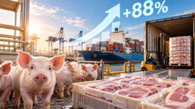 La Producción Porcina gana terreno en Argentina