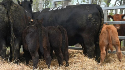Los vientres siguen con demanda firme en la zafra