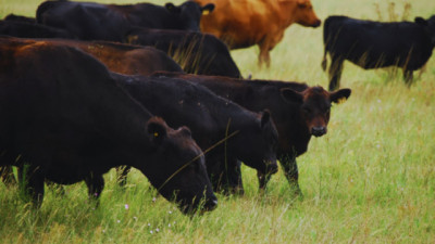 Cómo mejorar la eficiencia y la rentabilidad en rodeos comerciales