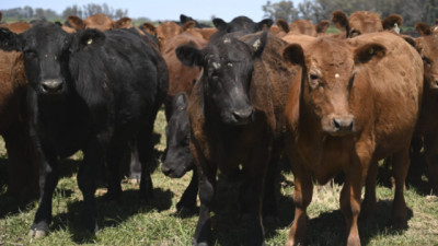 Vacunación antiaftosa: Procedimientos para la libre elección de veterinarios acreditados