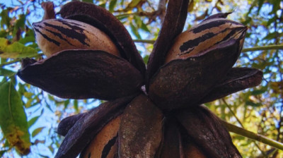 Con pruebas de ADN, verifican la identidad de los cultivares de pecán
