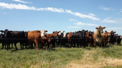 Cómo fortalecer el control de la hacienda para resguardar las zonas libres de garrapata del bovino