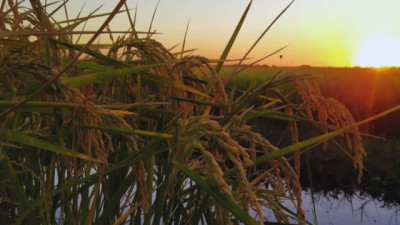 Estudian el comportamiento del arroz durante el almacenamiento postcosecha